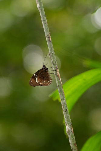Euploea lewinii