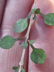 Coprosma virescens, photograph (c) Mel Whiting, some rights reserved (CC BY)