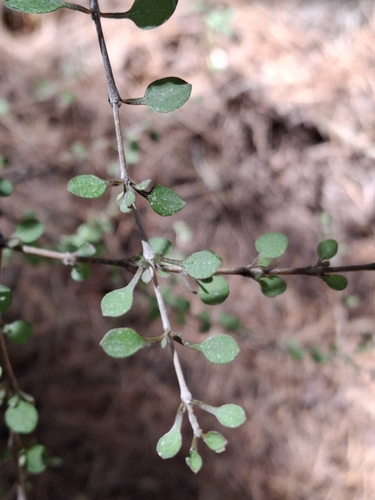 Coprosma virescens, photograph 5