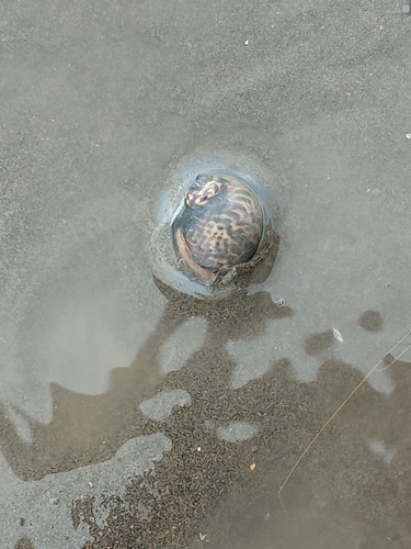 Paratectonatica tigrina observed 2026-08-19