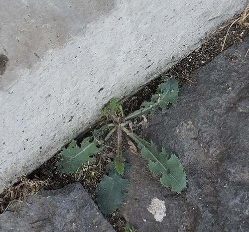 prickly sowthistle