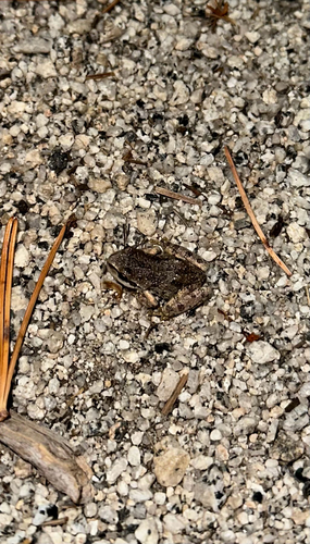 iNaturalist observation photo of Pacific chorus frog