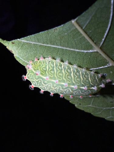 Nason's Slug Moth photo 4