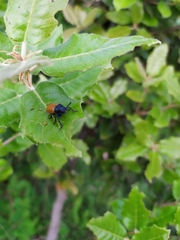 Labidostomis