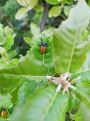 Labidostomis
