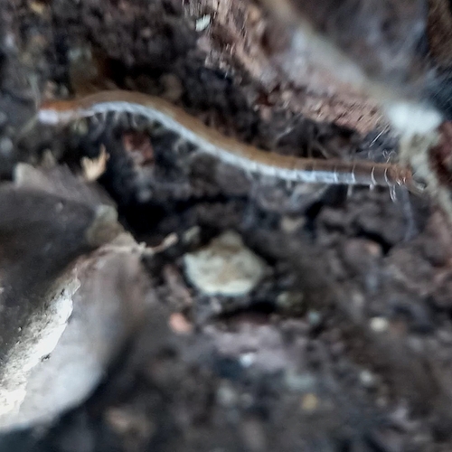 Arthrorhabdus pygmaeus