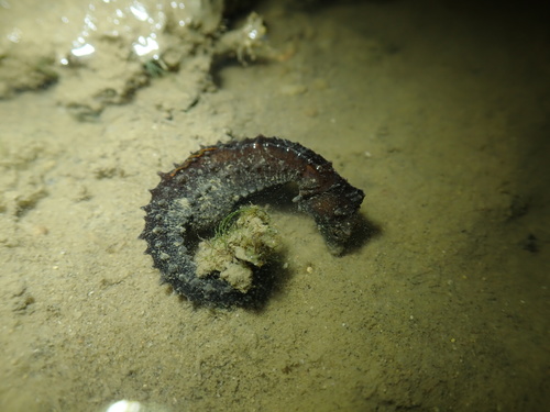 Japanese Seahorse