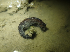 Hippocampus mohnikei