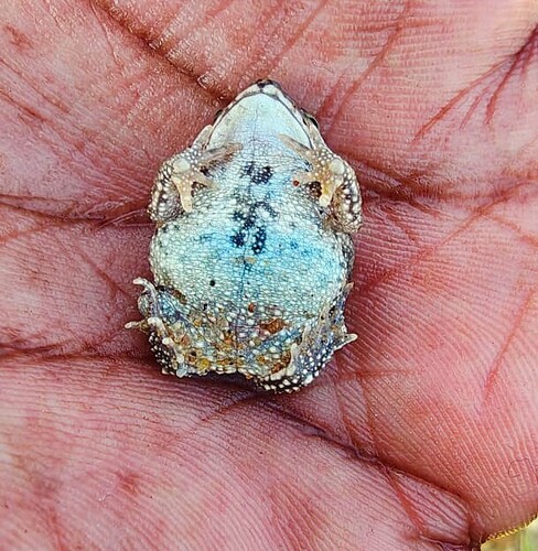 Indus Valley Toad