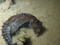 Hippocampus mohnikei
