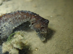 Hippocampus mohnikei