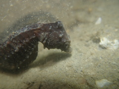 Hippocampus mohnikei