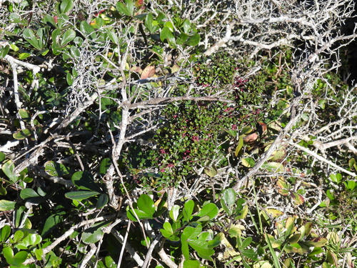 Myrsine africana, photograph 4