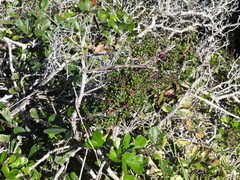 Myrsine africana, photograph (c) Mark Clarke, some rights reserved (CC BY)