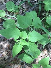 Physalis heterophylla