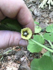 Physalis heterophylla