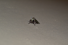 Lepidoptera