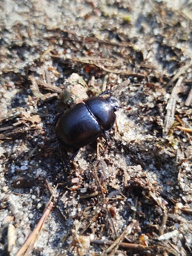 Woodland Dor Beetle