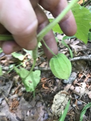 Physalis heterophylla