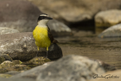 Pitangus sulphuratus