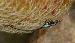 Sycoryctes hirtus