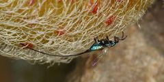 Sycoryctes hirtus