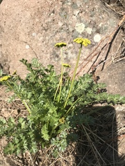 Cymopterus hallii