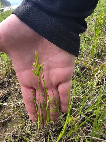 little green sedge