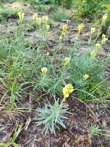 common toadflax