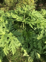 Heracleum mantegazzianum