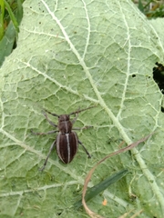 Dorcadion holosericeum