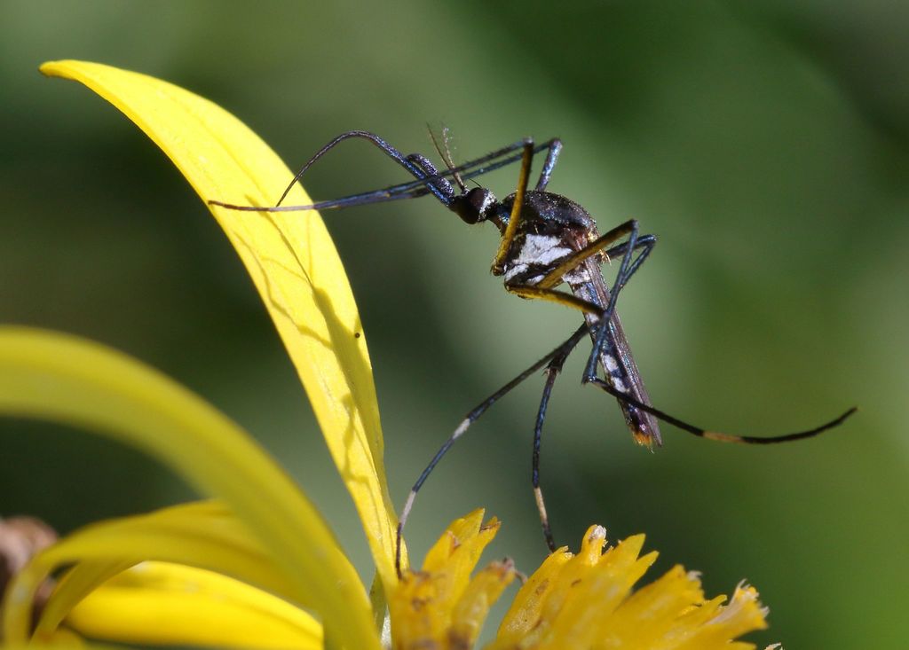 Mosquito
