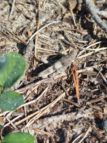 Blue-winged Grasshopper