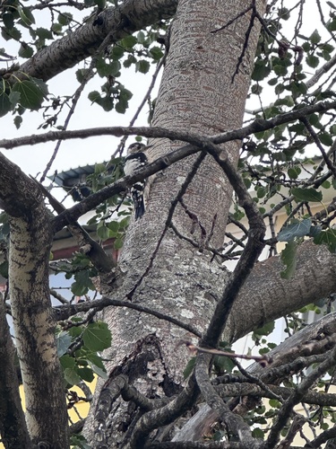 Lesser Spotted Woodpecker