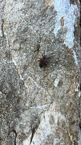 Leptocoris mitellatus
