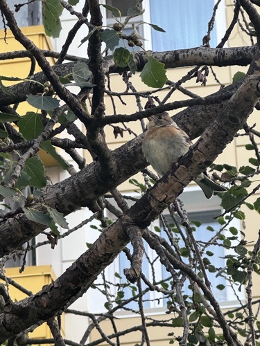 Brambling