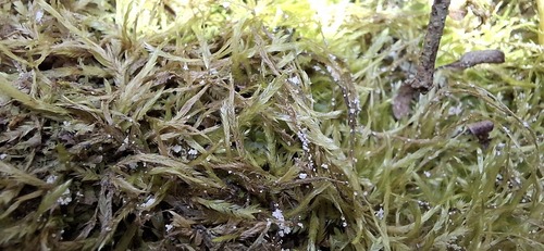 Catagonium nitens observed 2026-08-19