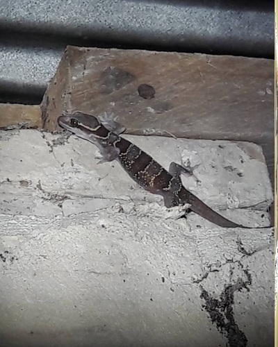 Banded Leaf-toed Gecko