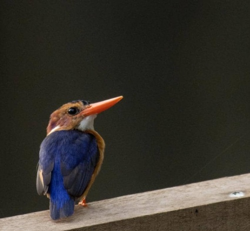 African Pygmy Kingfisher