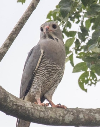Northern Lizard Buzzard
