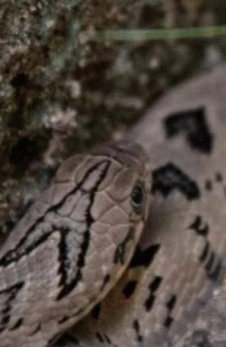 Spotted Night Adder