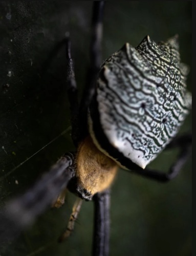Argiope flavipalpis