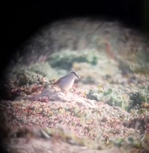 Black-crowned Tchagra