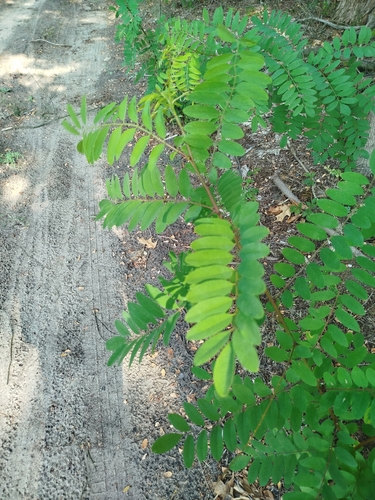 black locust