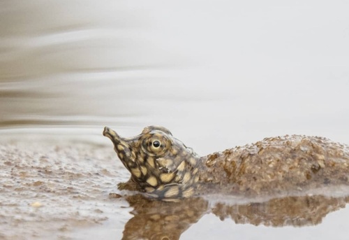 African Softshell Turtle