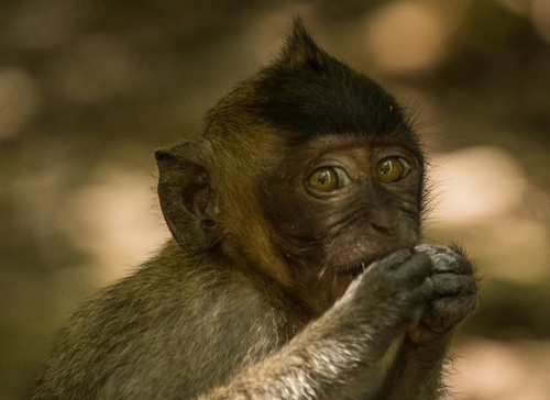 Long-tailed Macaque
