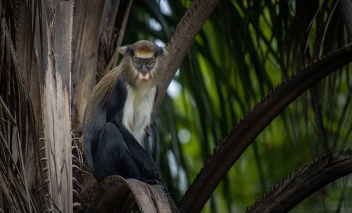 Lowe's Monkey