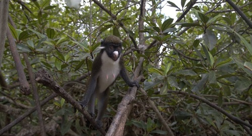 Lesser Spot-nosed Monkey
