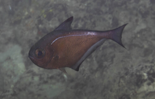 Pempheris vanicolensis observed 2026-07-24