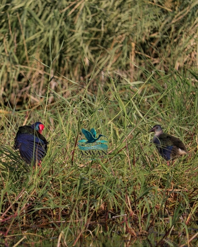 iNaturalist image